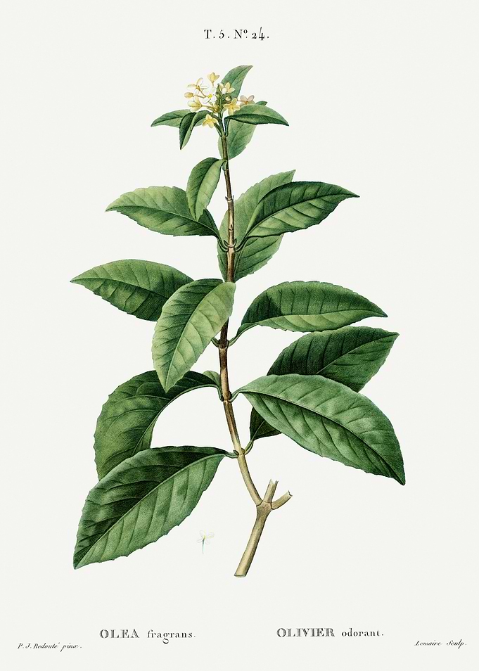 Traite Arbres 1819 HQ Orig