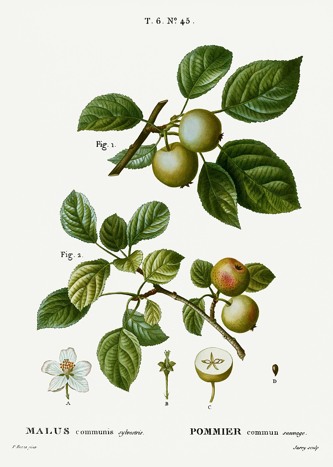 Traite Arbres 1819 HQ Orig