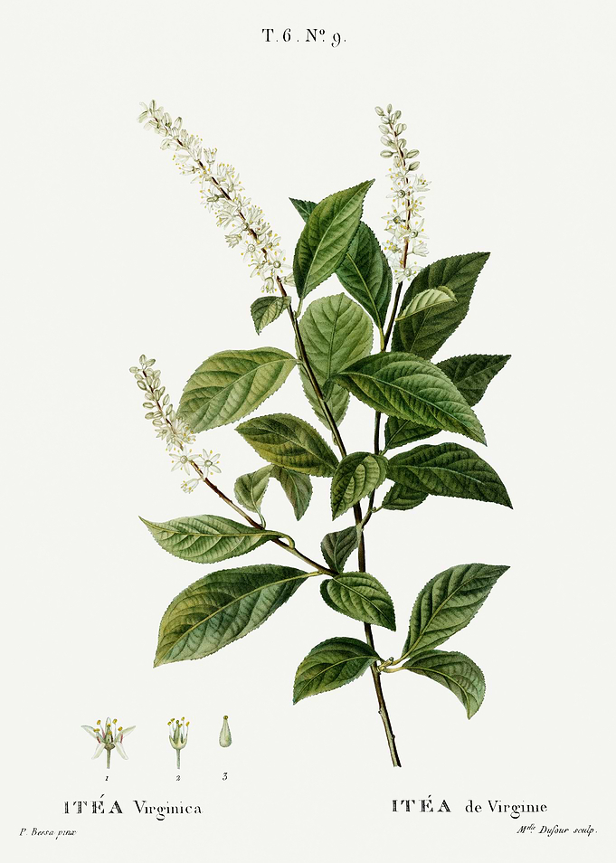 Traite Arbres 1819 HQ Orig