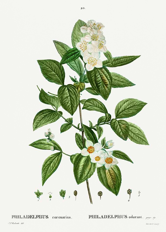 Traite Arbres 1819 HQ Orig
