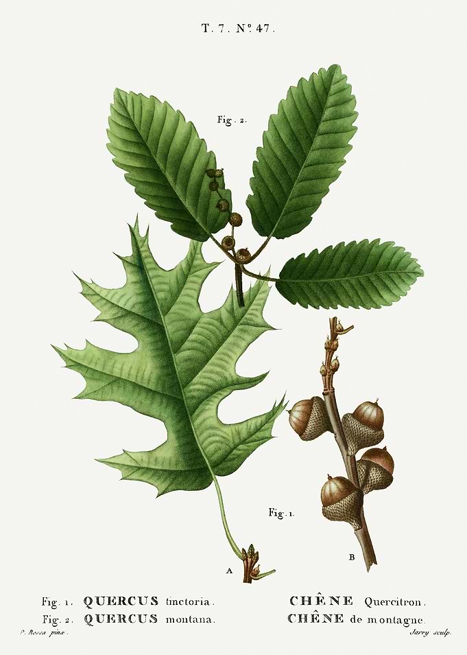Traite Arbres 1819 HQ Orig