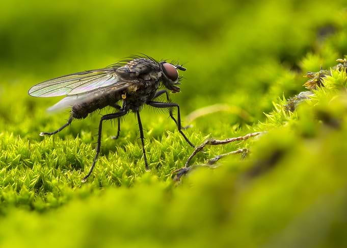 Green Moss Fly