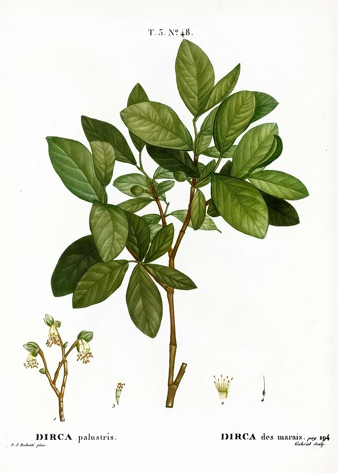 Traite Arbres 1819 HQ Orig