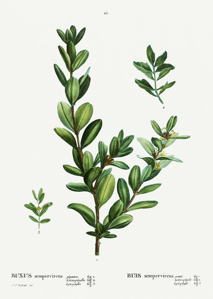 Traite Arbres 1819 HQ Orig