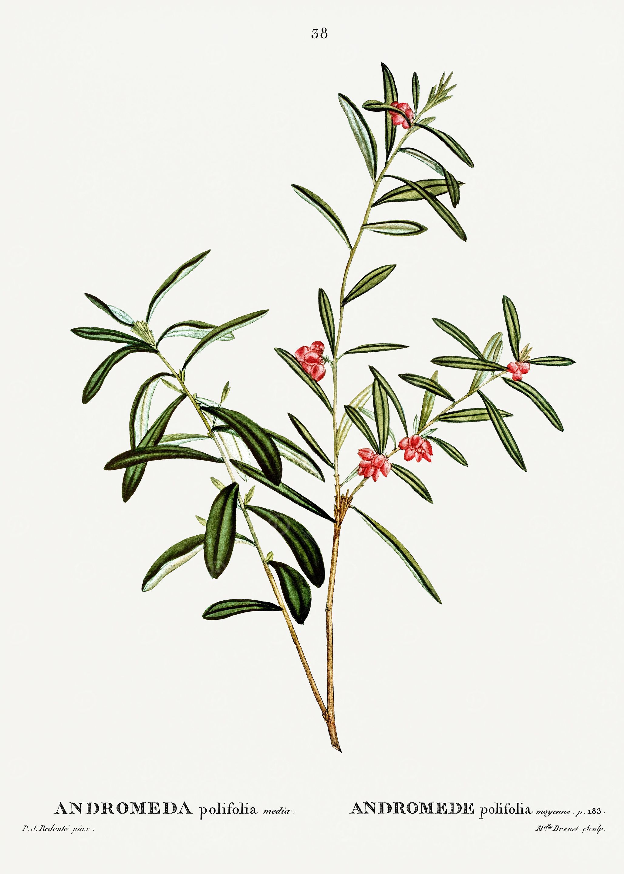 Traite Arbres 1819 HQ Orig