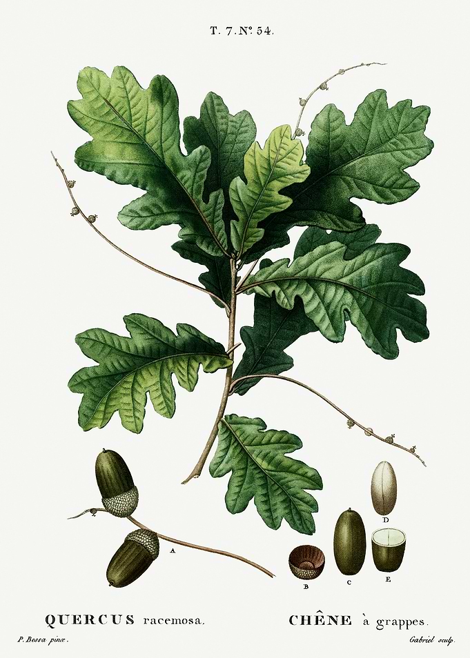 Traite Arbres 1819 HQ Orig