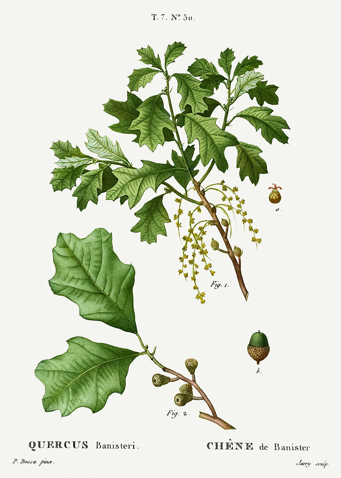 Traite Arbres 1819 HQ Orig