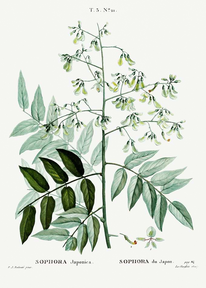Traite Arbres 1819 HQ Orig