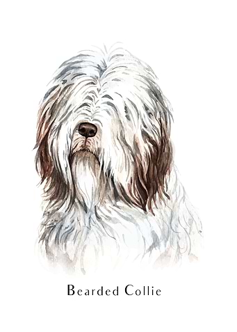 Bearded Collie