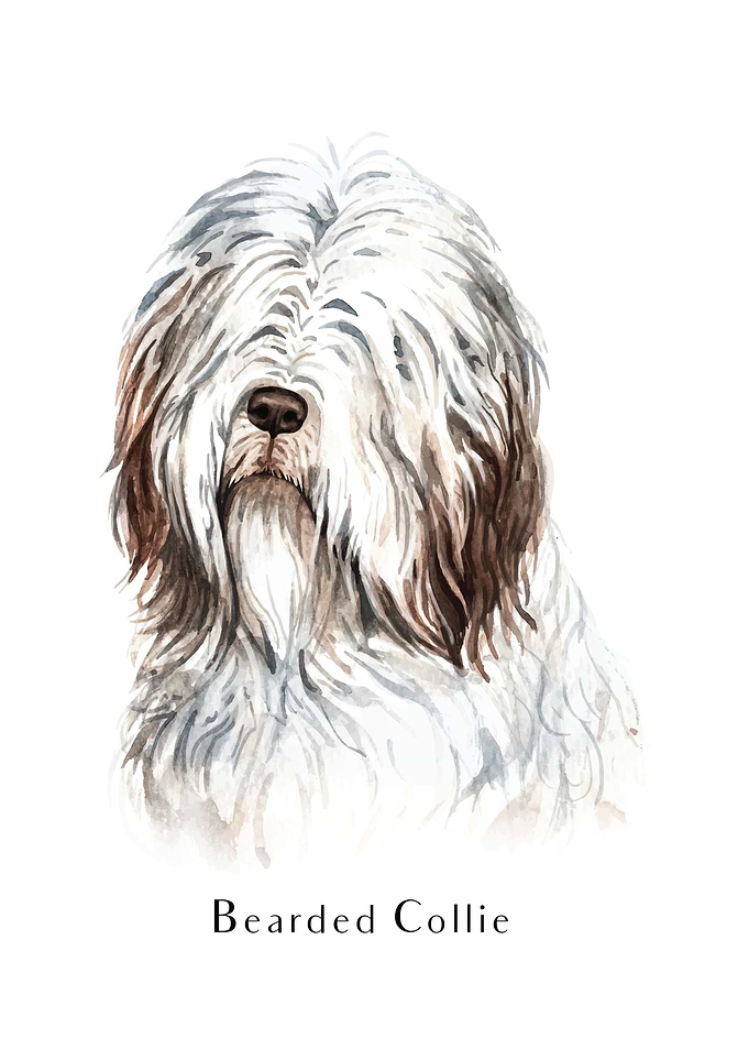 Bearded Collie