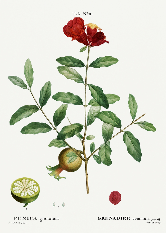 Traite Arbres 1819 HQ Orig