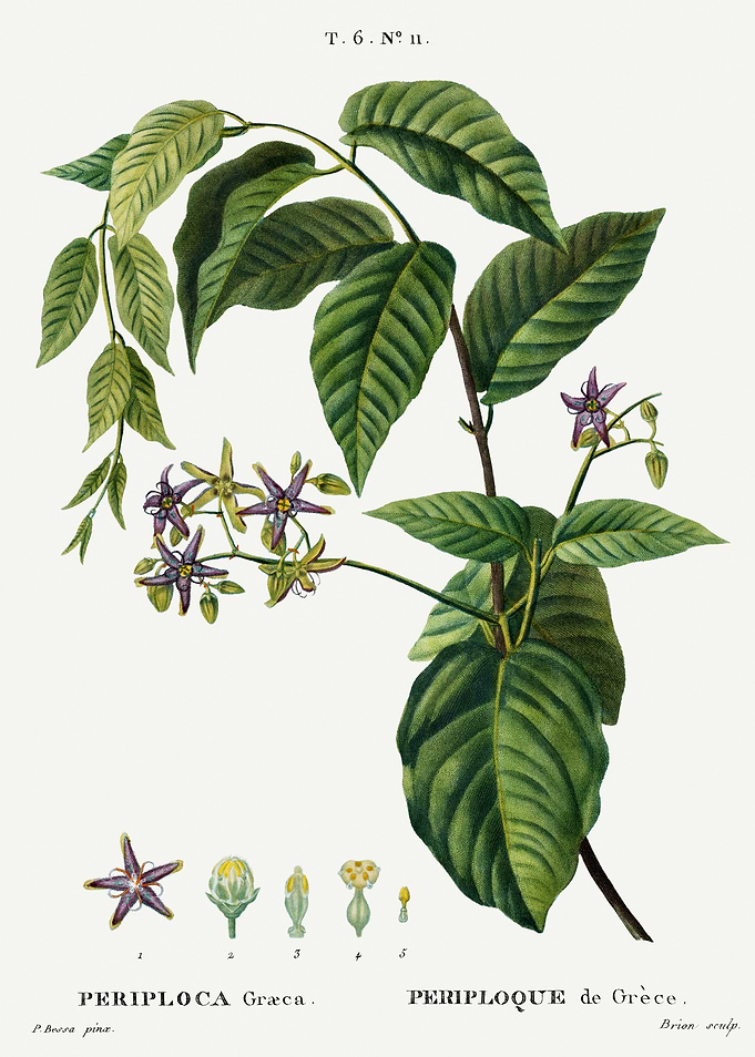 Traite Arbres 1819 HQ Orig