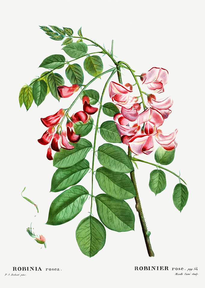 Traite Arbres 1819 HQ Orig