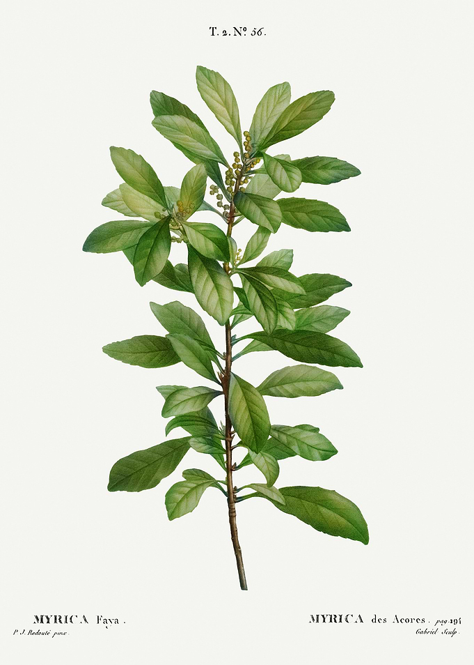 Traite Arbres 1819 HQ Orig