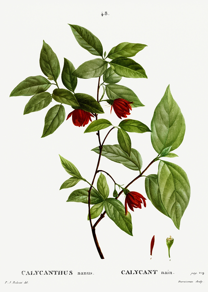 Traite Arbres 1819 HQ Orig