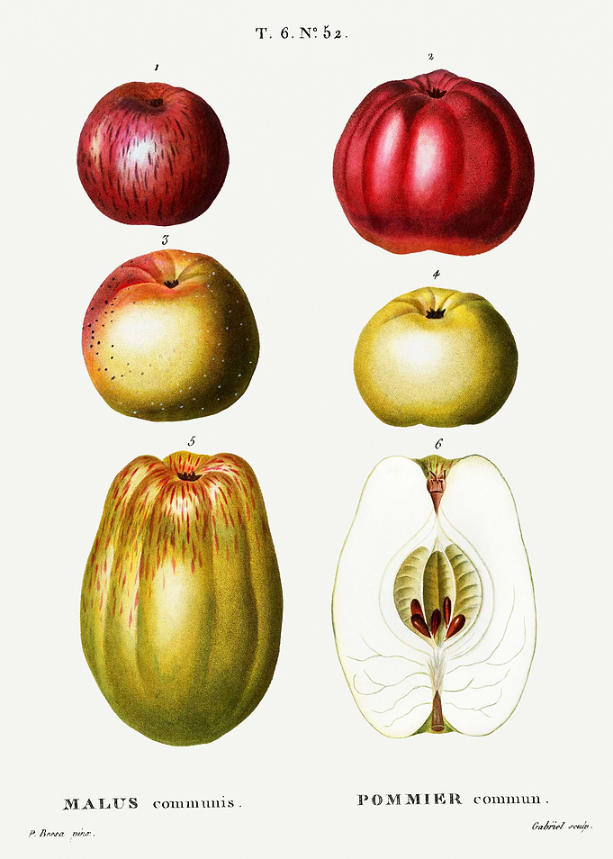 Traite Arbres 1819 HQ Orig