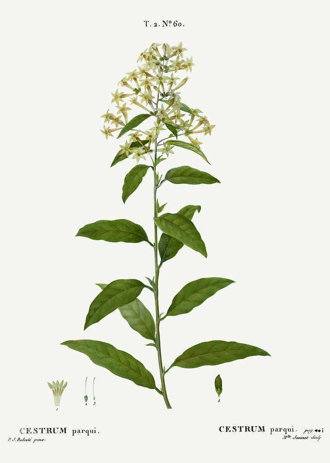 Traite Arbres 1819 HQ Orig