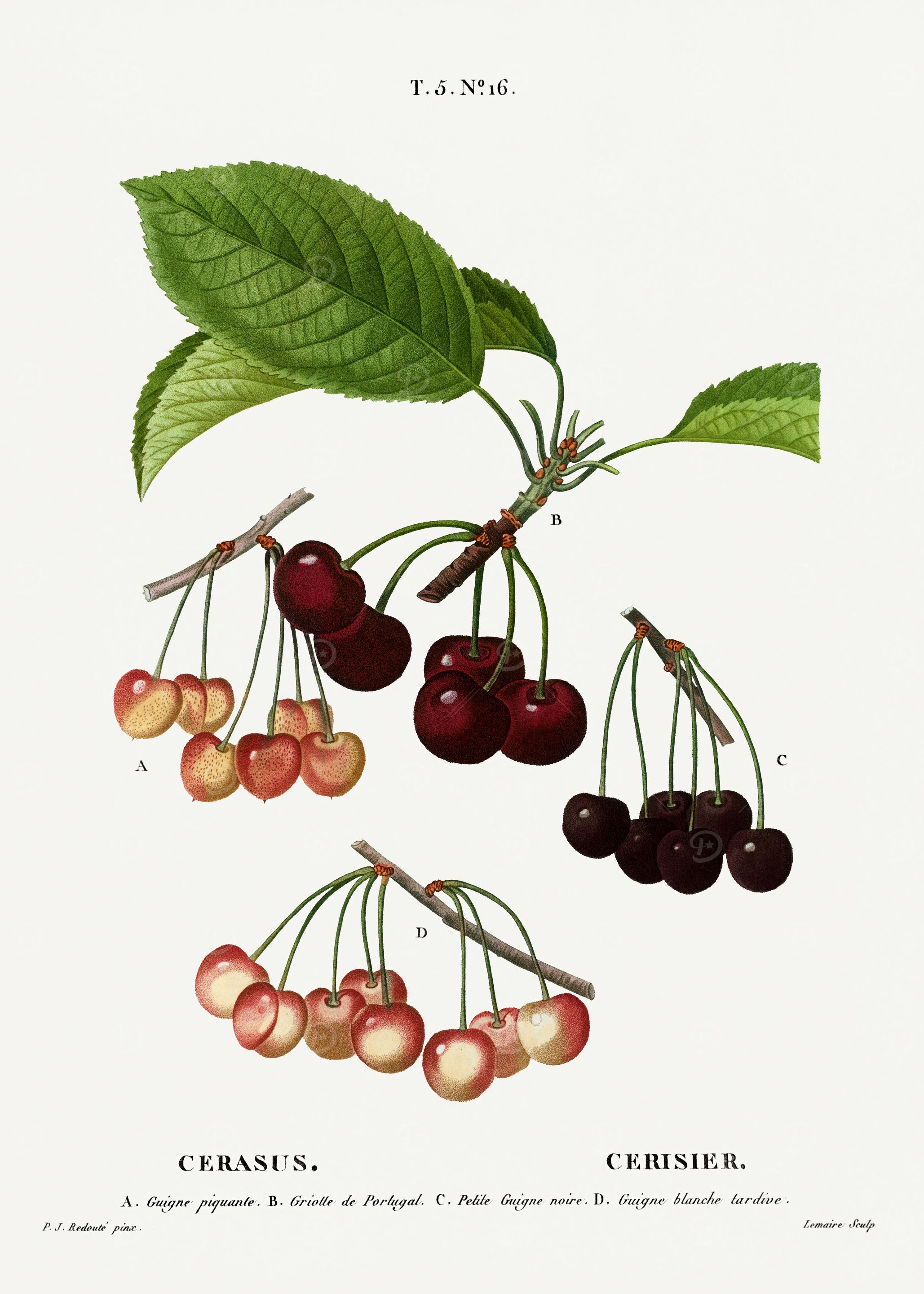 Traite Arbres 1819 HQ Orig