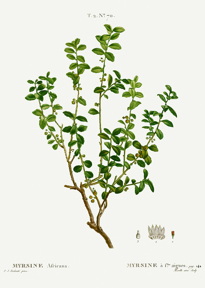 Traite Arbres 1819 HQ Orig