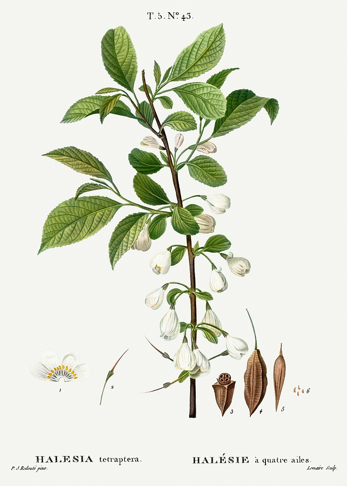 Traite Arbres 1819 HQ Orig