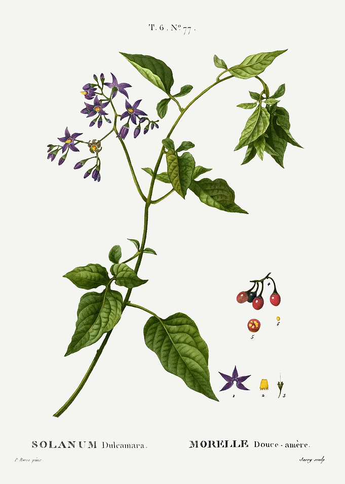Traite Arbres 1819 HQ Orig