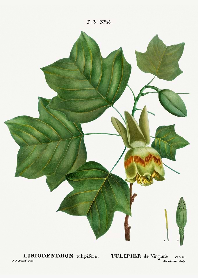 Traite Arbres 1819 HQ Orig