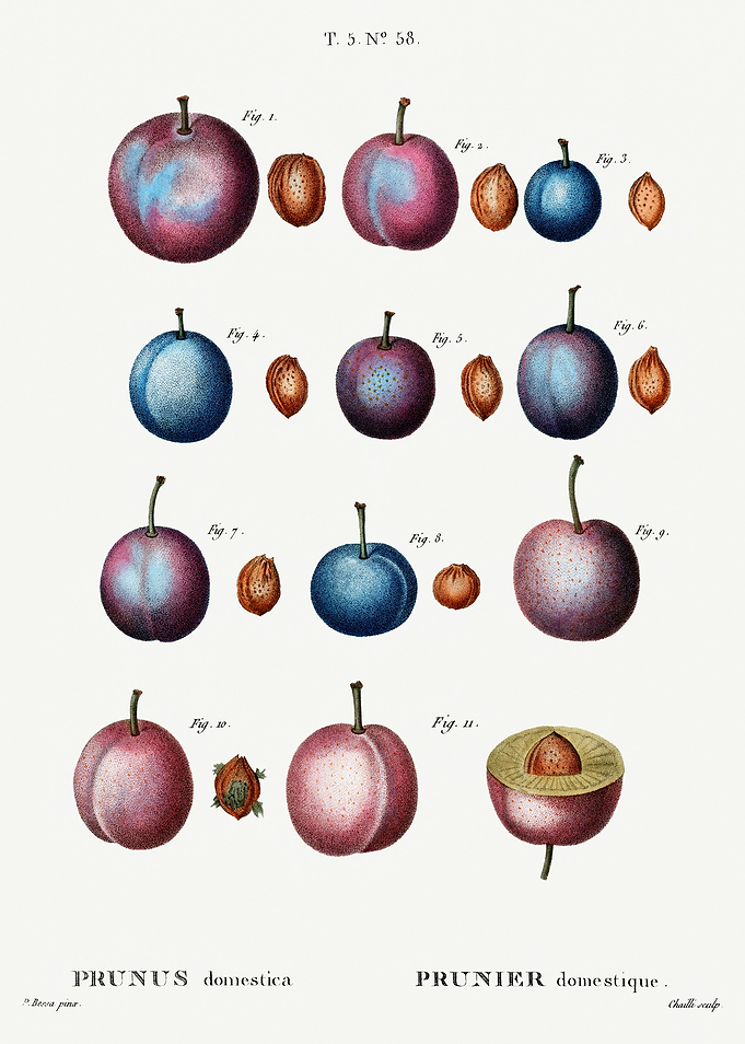 Traite Arbres 1819 HQ Orig