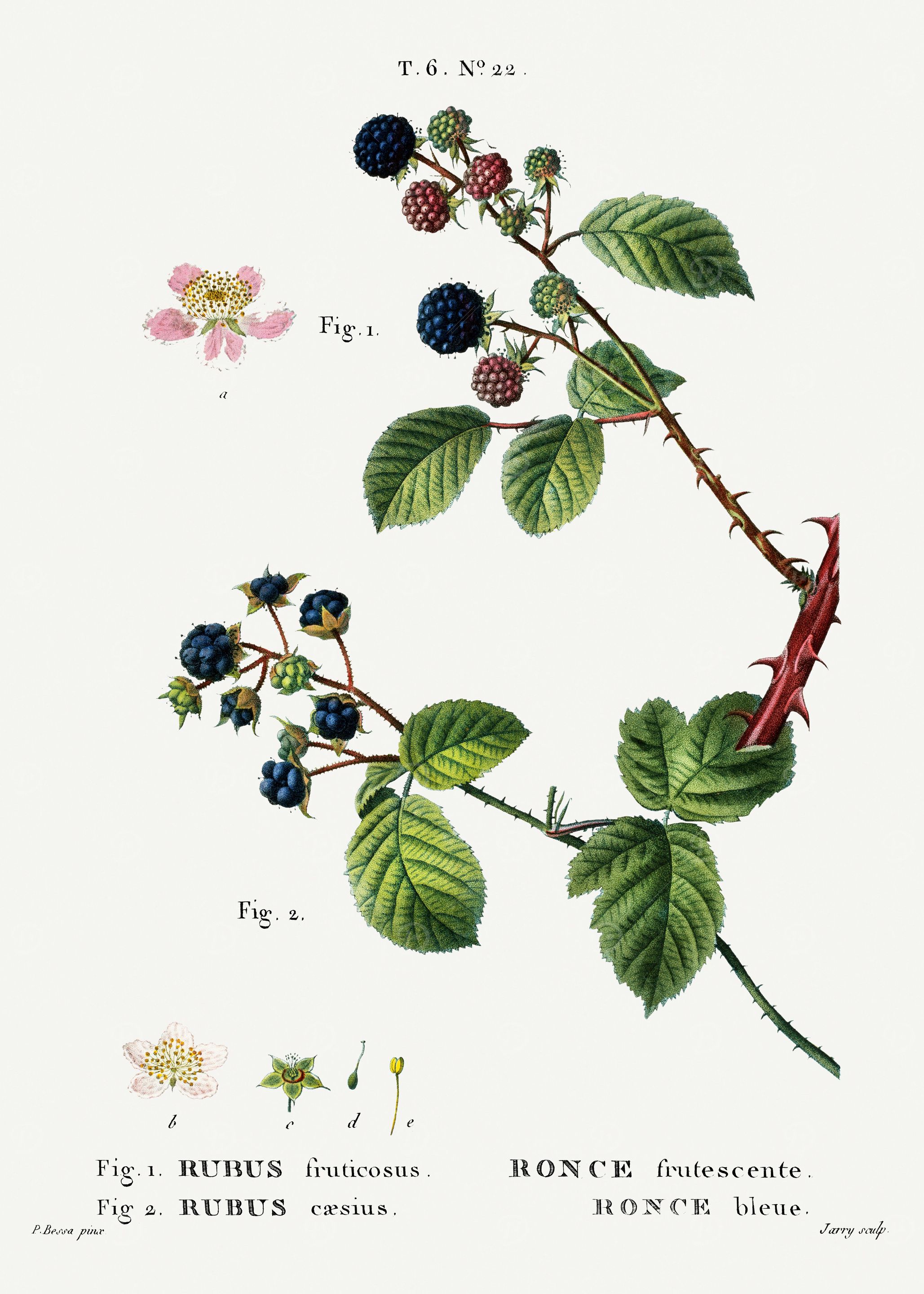 Traite Arbres 1819 HQ Orig