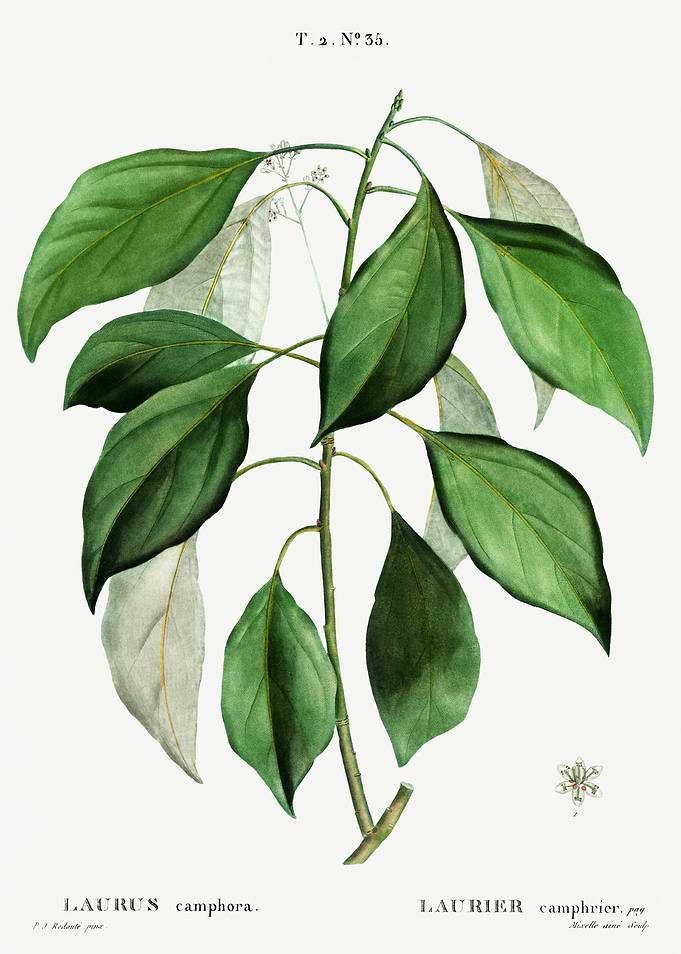 Traite Arbres 1819 HQ Orig