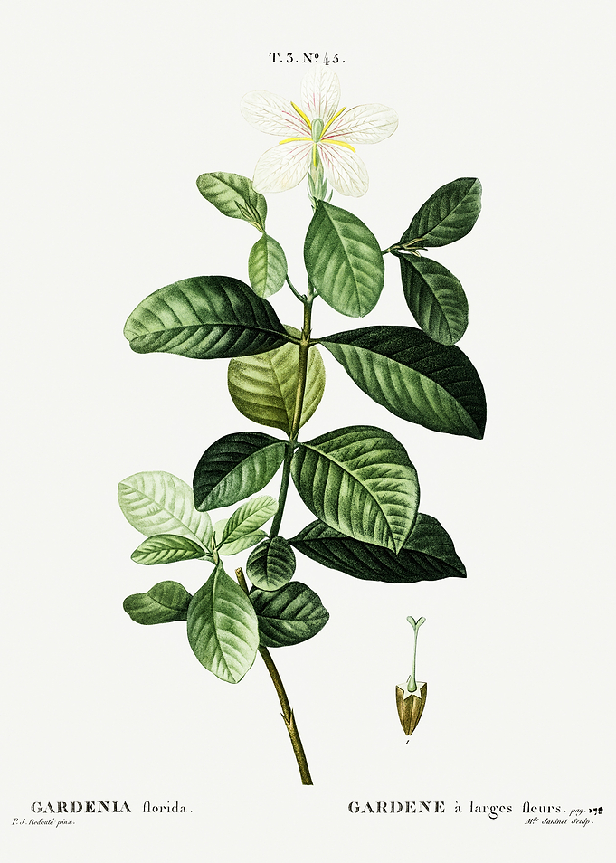 Traite Arbres 1819 HQ Orig