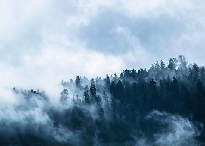 Foggy Forest