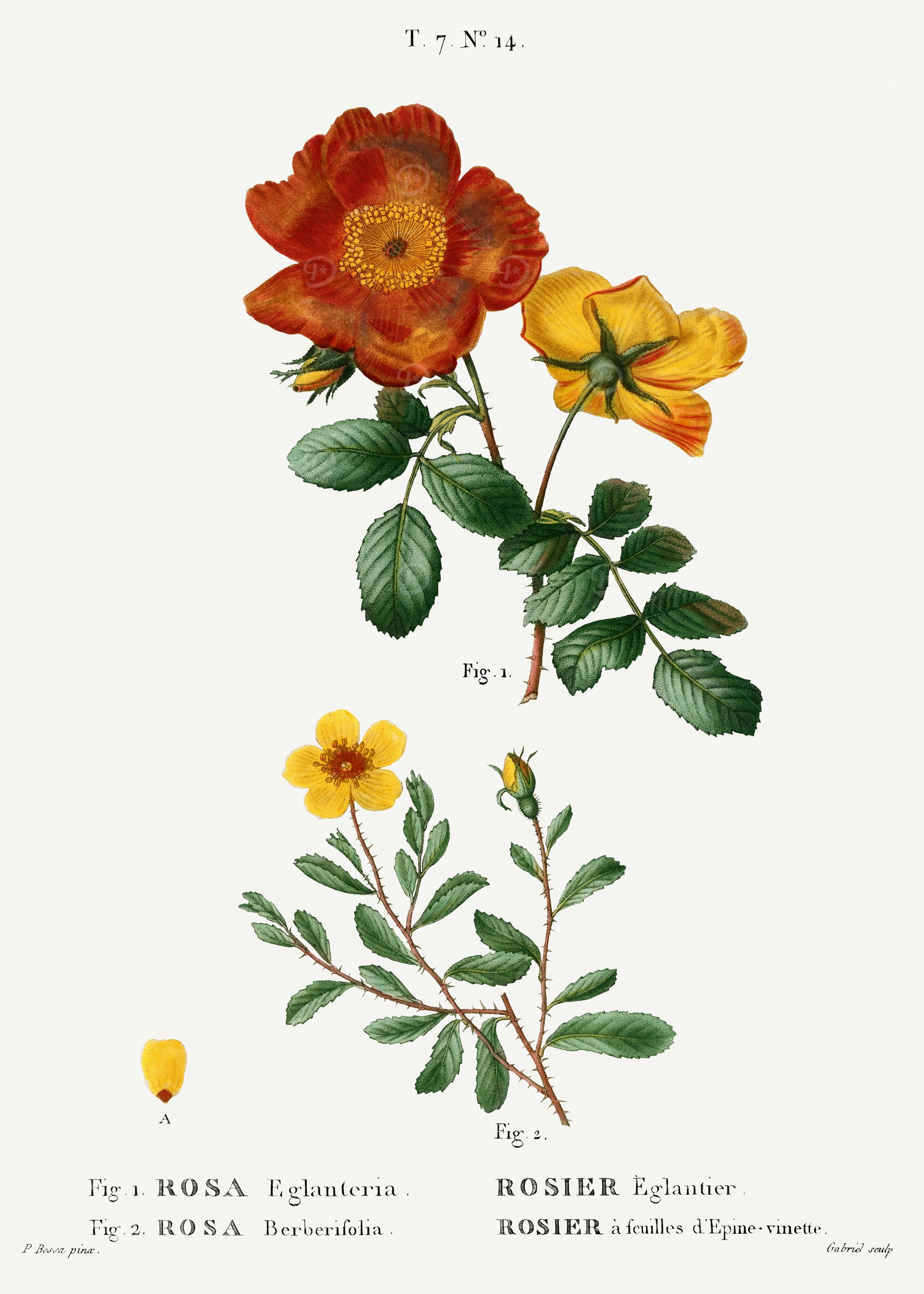 Traite Arbres 1819 HQ Orig