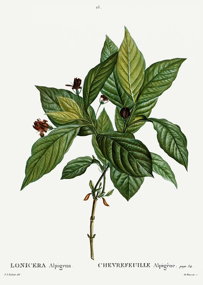 Traite Arbres 1819 HQ Orig