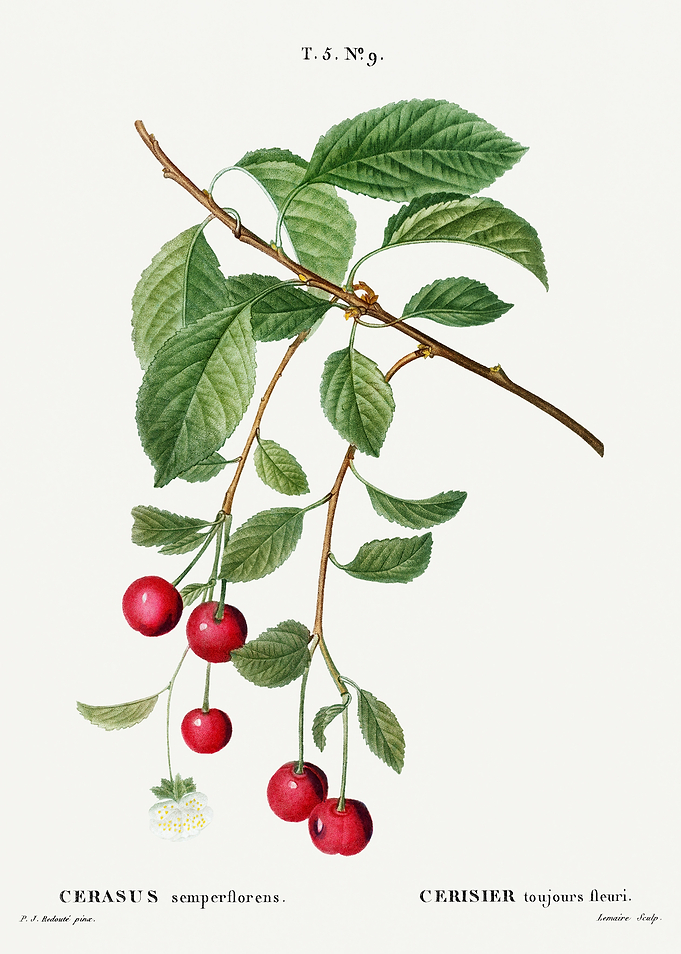 Traite Arbres 1819 HQ Orig