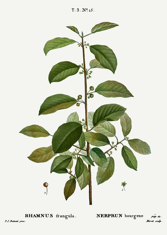 Traite Arbres 1819 HQ Orig