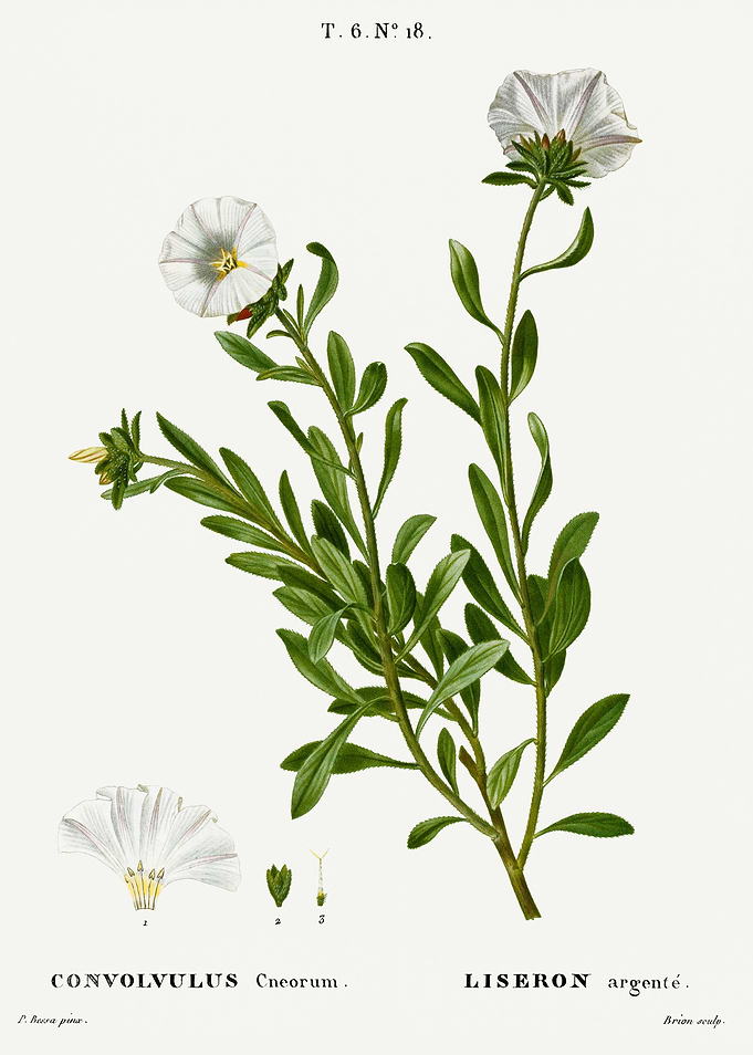 Traite Arbres 1819 HQ Orig