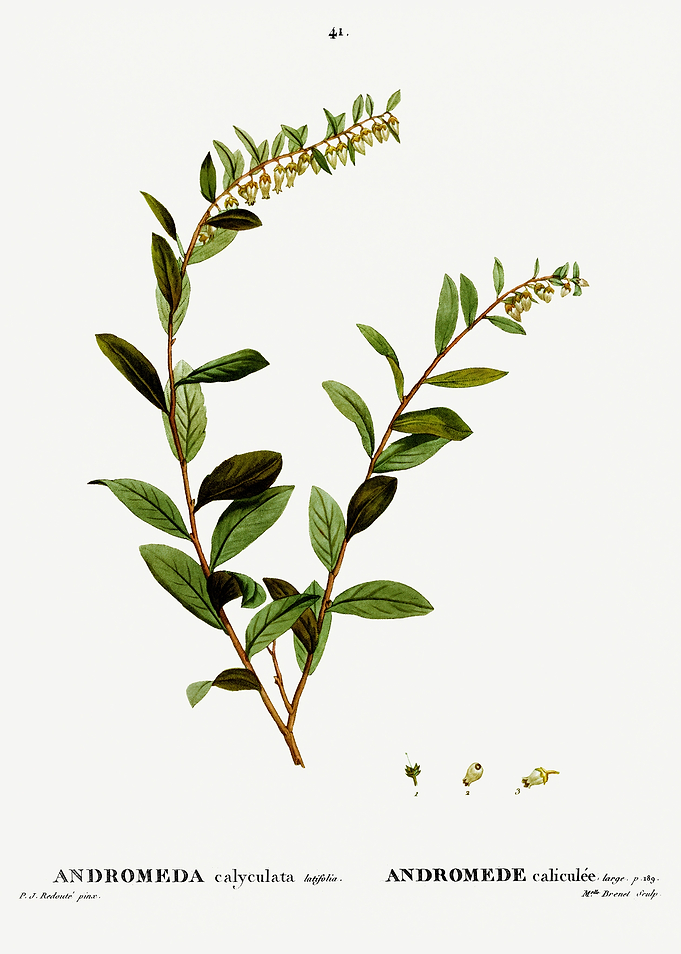 Traite Arbres 1819 HQ Orig