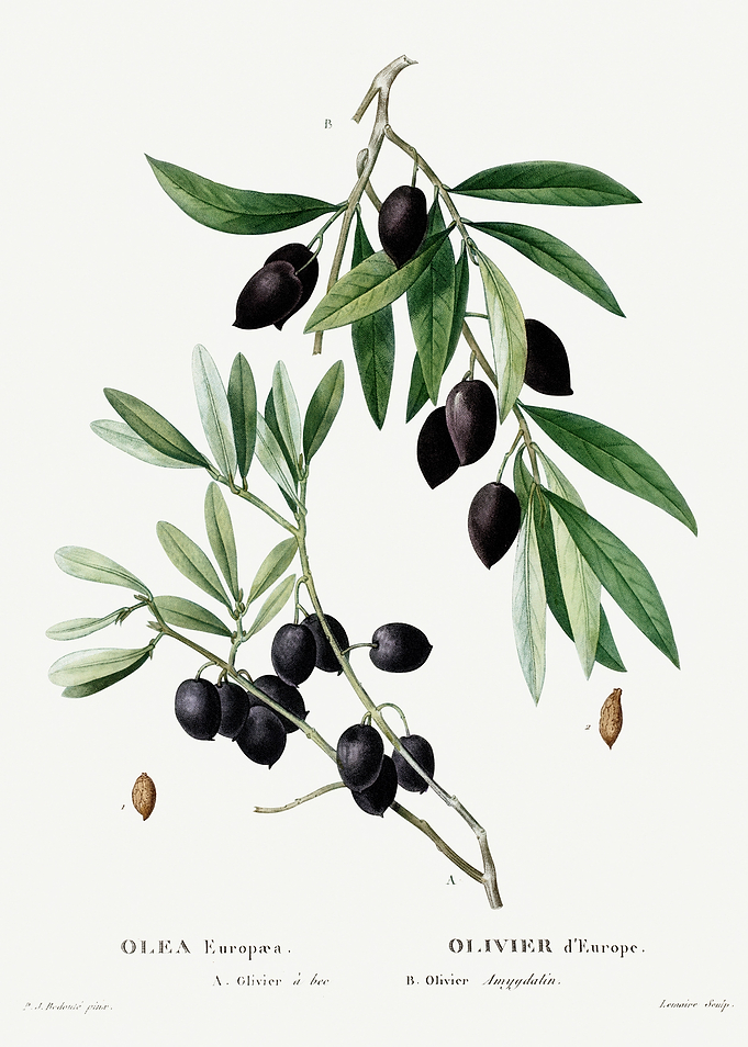 Traite Arbres 1819 HQ Orig