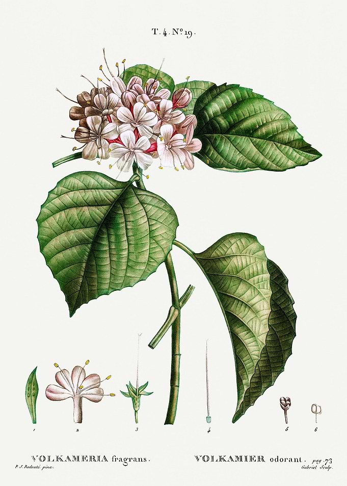 Traite Arbres 1819 HQ Orig