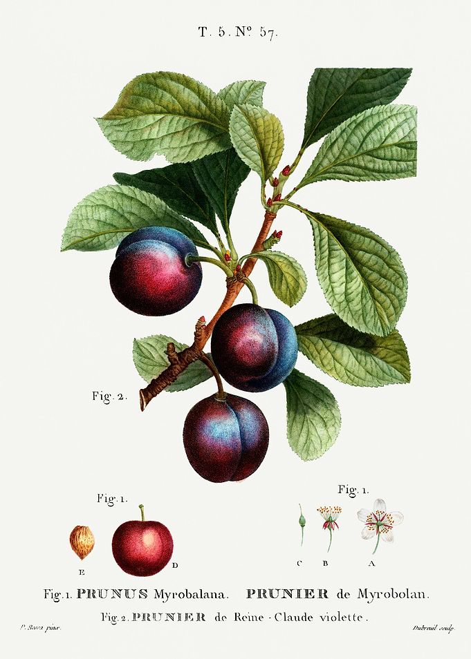 Traite Arbres 1819 HQ Orig