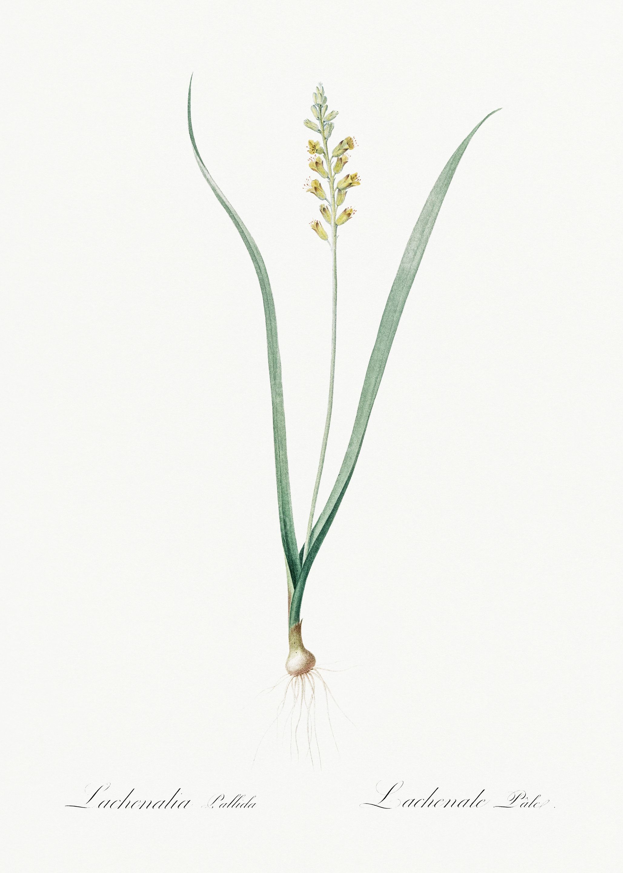 Les Liliacees 1805 HQ Orig