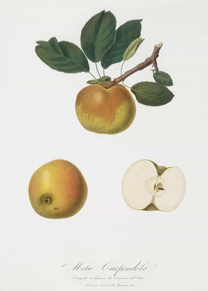 Apple Malus Carpendolo Fro