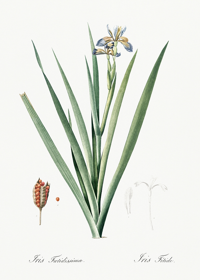Les Liliacees 1805 HQ Orig