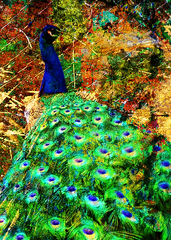 Peacock art vs 2