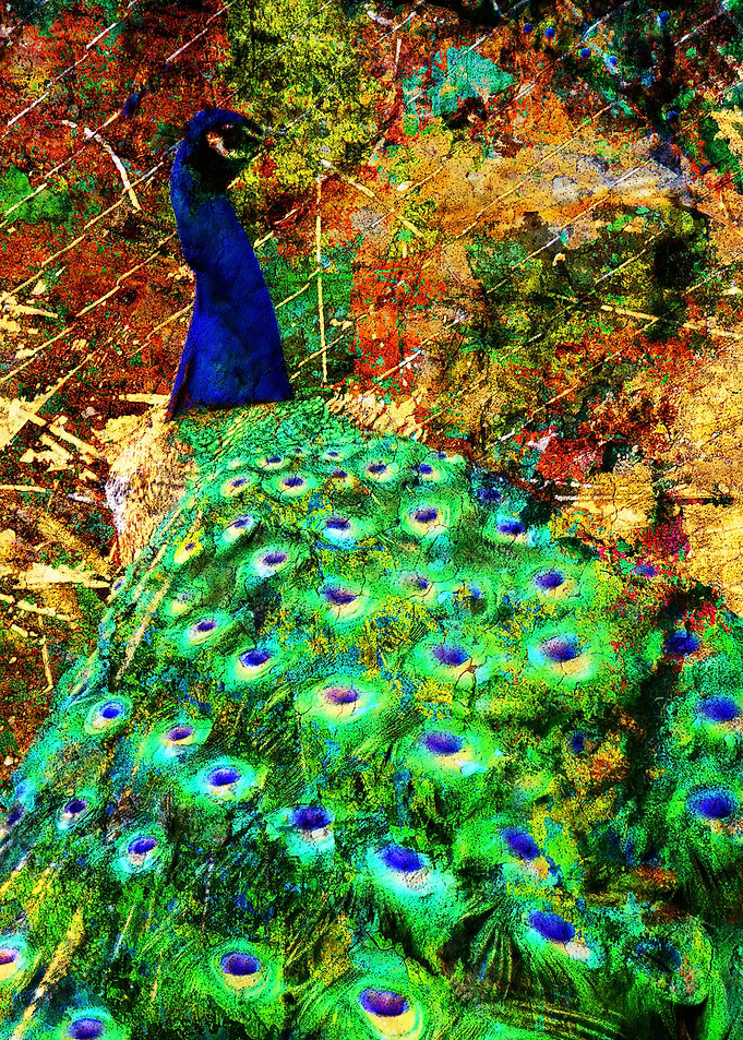 Peacock art vs 2