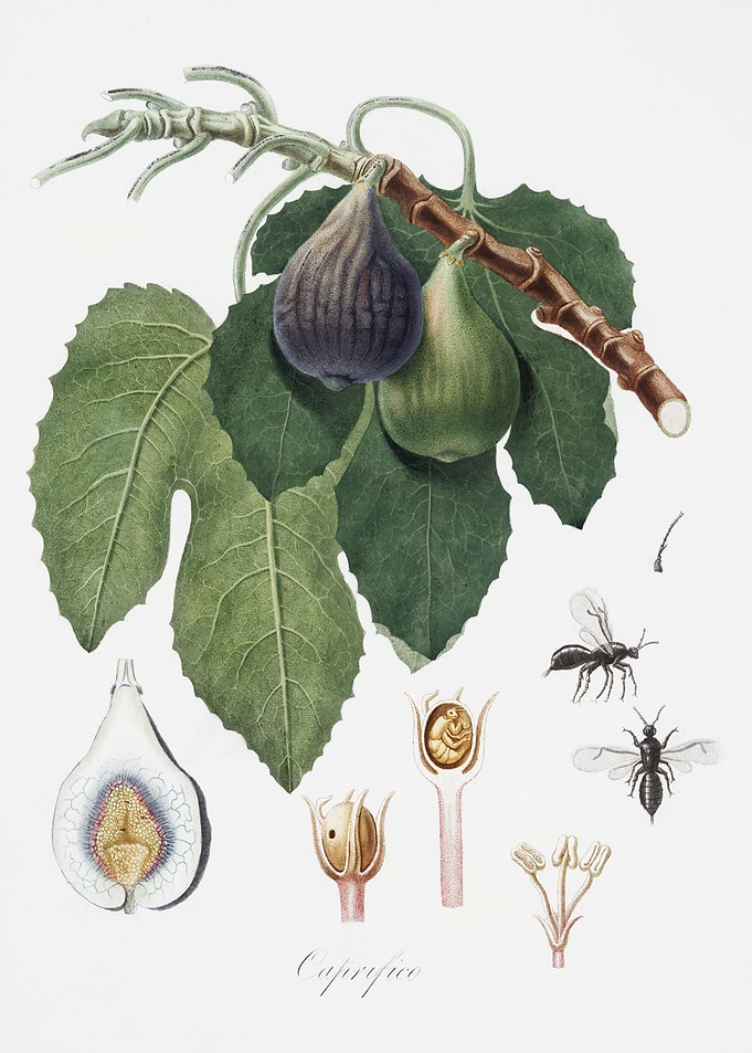 Fig Fico From Pomona Itali
