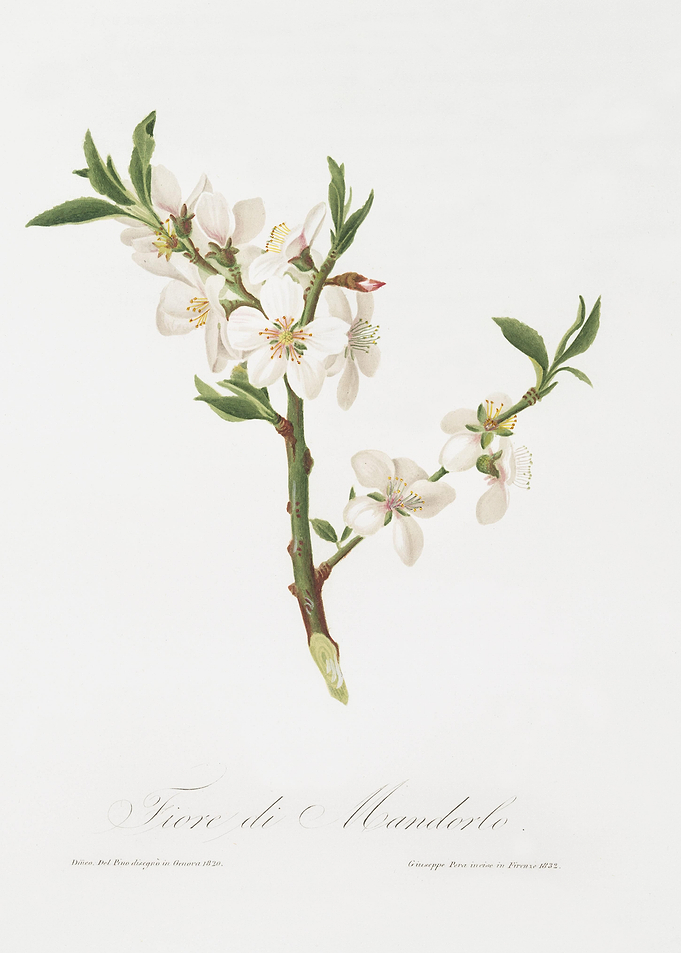 Almond Tree Flower Prunus