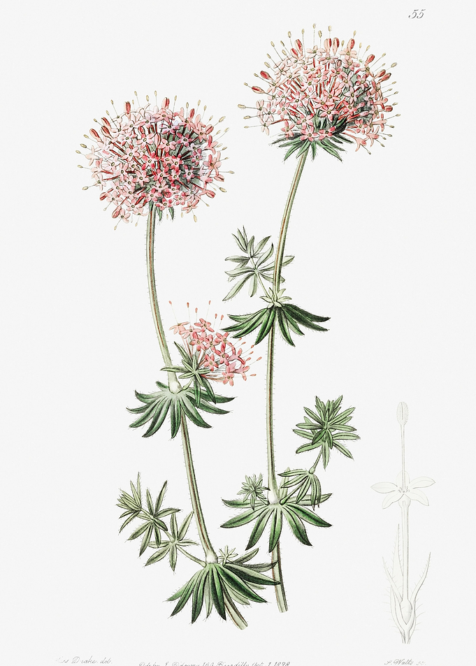 Caucasian Crosswort Poster