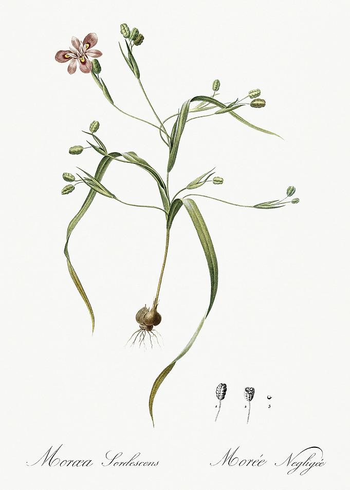 Les Liliacees 1805 HQ Orig