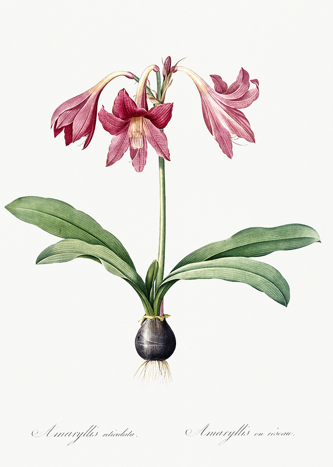 Les Liliacees 1805 HQ Orig